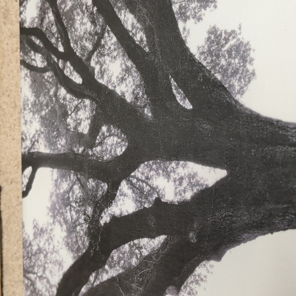 Tree of Life Black & White Photo 23.5 By 23.5 Stretched Canvas Art - Picture 3 of 10